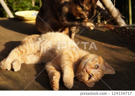 A cute kitten sleeping after getting tired from playing with toys 124134717