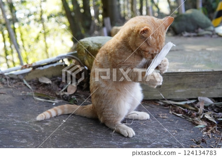 A cute kitten sleeping after getting tired from playing with toys 124134783