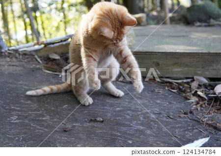 A cute kitten sleeping after getting tired from playing with toys 124134784