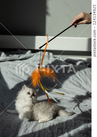 Adorable Gray and White Kitten Playfully Chasing a Colorful Feather Toy in Sunlight on a Soft Blanket Creating a Cozy and Playful Atmosphere of Joy and Wonder, Perfect for Cat Lovers Adorable Gray and White Kitten Playfully Chasing a Colorful Feather Toy in Sunlight on a Soft Blanket Creating a Cozy and Playful Atmosphere of Joy and Wonder, Perfect for Cat Lovers 124134925
