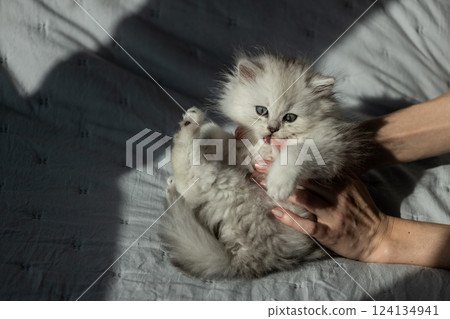 Adorable fluffy kitten playfully engaging with human affection while basking in warm sunlight on a cozy bed, showcasing its playful nature and endearing charm for all animal lovers to enjoy. Adorable fluffy kitten playfully engaging with human affection while basking in warm sunlight on a cozy bed, showcasing its playful nature and endearing charm for all animal lovers to enjoy. 124134941