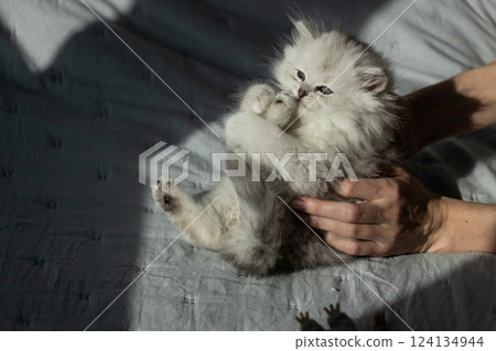 Adorable Persian Kitten Being Cuddled: A Heartwarming Scene Captured in Soft Natural Light on a Cozy Bedspread Adorable Persian Kitten Being Cuddled: A Heartwarming Scene Captured in Soft Natural Light on a Cozy Bedspread 124134944