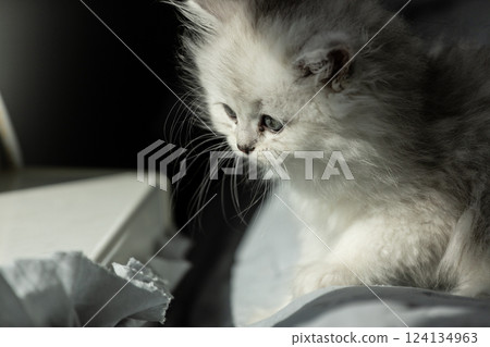 A Beautiful White Kitten Gazing Thoughtfully into the Distance in a Cozy Indoor Setting with Soft Light Highlighting Its Fluffy Fur and Big Blue Eyes 124134963