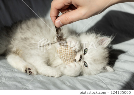 Playful Persian Kitten Engaging with a Feather Toy, Showcasing Its Adorable Charm and Playfulness in a Cozy Indoor Setting with Sunlight Streaming Through 124135000