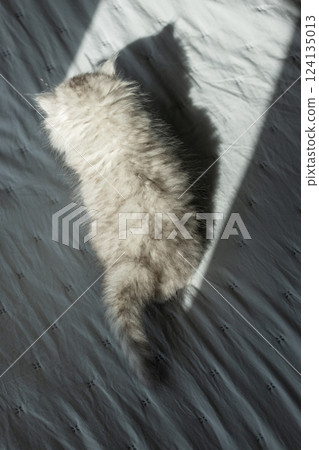 Adorable Fluffy Kitten in Sunlight with Shadow on Soft Bedspread - Captivating View of Playful Feline Whiskers and Tail 124135013