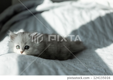Curious Kitten Enjoying a Cozy Moment on Soft Bedding with Gentle Sunlight Filtering Through, Perfectly Captured in a Serene Indoor Environment Full of Warmth and Love. Curious Kitten Enjoying a Cozy Moment on Soft Bedding with Gentle Sunlight Filtering Through, Perfectly Captured in a Serene Indoor Environment Full of Warmth and Love. 124135016