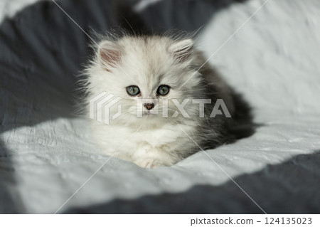 Adorable Fluffy Kitten with Captivating Green Eyes Relaxing Comfortably on a Soft Light Gray Blanket in a Warm Sunlit Room Adorable Fluffy Kitten with Captivating Green Eyes Relaxing Comfortably on a Soft Light Gray Blanket in a Warm Sunlit Room 124135023