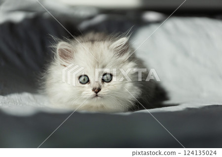Adorable Fluffy Kitten with Striking Blue Eyes Peeking Curiously at the Lens, Captured in Natural Light on a Soft Surface, Radiating Youthful Playfulness and Innocence 124135024
