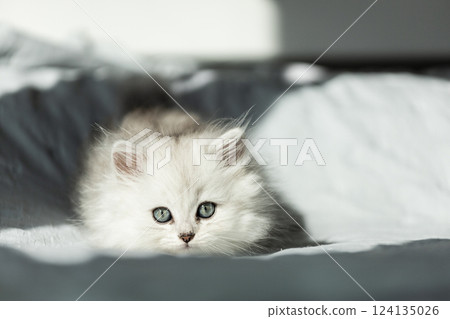 Adorable Fluffy Kitten with Striking Blue Eyes Adventuring in a Cozy Setting, Captured in Soft Natural Light on a Light Grey Background Adorable Fluffy Kitten with Striking Blue Eyes Adventuring in a Cozy Setting, Captured in Soft Natural Light on a Light Grey Background 124135026