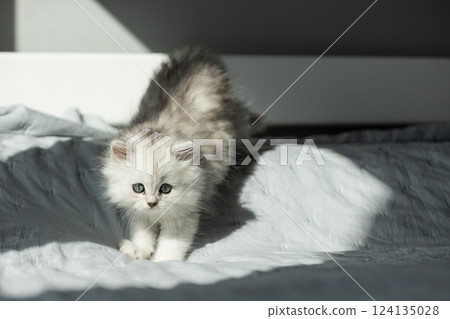 Adorable Kitten Playfully Exploring Its Surroundings on a Soft Textile Surface Bathed in Natural Light Adorable Kitten Playfully Exploring Its Surroundings on a Soft Textile Surface Bathed in Natural Light 124135028