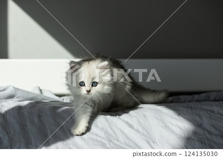 Adorable Little Kitten with Blue Eyes and Fluffy Fur Exploring Its Surroundings in a Sunlit Room, Capturing the Joy of Feline Curiosity and Playfulness Adorable Little Kitten with Blue Eyes and Fluffy Fur Exploring Its Surroundings in a Sunlit Room, Capturing the Joy of Feline Curiosity and Playfulness 124135030