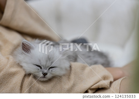 Adorable Snowy Kitten Comfortably Napping on a Cozy Blanket in a Relaxed Atmosphere, Capturing the Essence of Peaceful Feline Slumber and Relaxation Moments 124135033
