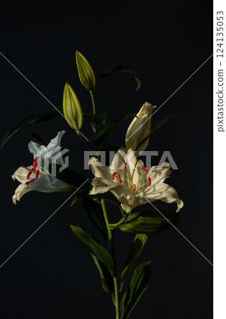 Elegant and Graceful Lilies Showcasing the Beauty of Nature Against a Dark Background in a Stunning Floral Arrangement for Home D cor Inspiration Elegant and Graceful Lilies Showcasing the Beauty of Nature Against a Dark Background in a Stunning Floral Arrangement for Home D cor Inspiration 124135053
