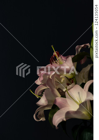 A Beautiful Arrangement of Soft Pink Lilies Against a Dark Background, Capturing Elegance and Natural Beauty in Floral Art Display A Beautiful Arrangement of Soft Pink Lilies Against a Dark Background, Capturing Elegance and Natural Beauty in Floral Art Display 124135054