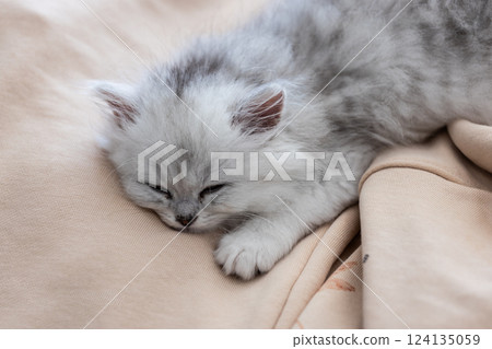 Adorable Persian Kitten Resting on Soft Fabric Blanket: A Serene Moment Captured in Lush Fur and Sweet Innocence 124135059