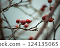 closeup of dog rose berries on branch in border river 124135065