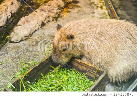 Capybara (Toba Aquarium) 124135073