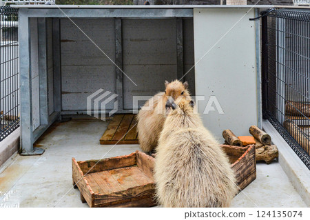 Capybara (Toba Aquarium) 124135074