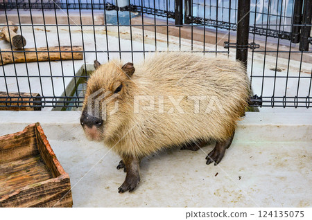 Capybara (Toba Aquarium) 124135075
