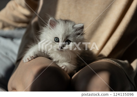 Adorable Fluffy Kitten Posing on a Person's Lap with Gleaming Blue Eyes in Soft Natural Light Capturing a Heartwarming Moment of Affection and Warmth 124135096