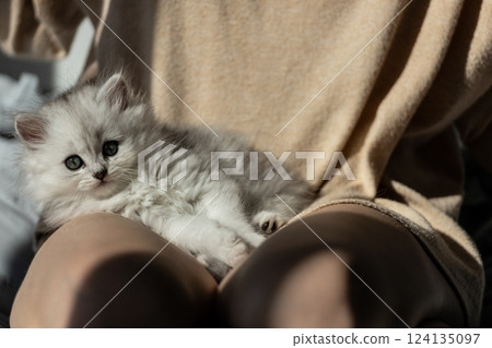 Adorable Fluffy Kitten Nestled Comfortably on a Person's Lap, Bathed in Soft Natural Light, Capturing the Essence of Feline Affection and Comfort in a Cozy Setting 124135097