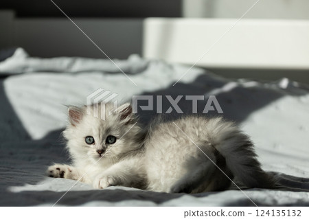 Adorable fluffy gray kitten with bright blue eyes lounging on a tranquil bed, capturing the essence of a cozy home environment filled with warmth and peace, enjoying sunlight. 124135132
