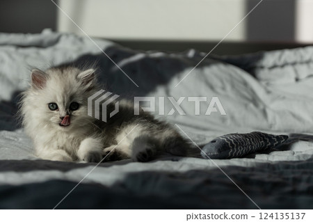 Adorable Fluffy Kitten Playfully Licking Its Lips on a Soft Bed with a Toy, Capturing the Essence of Feline Charm and Sweetness in Natural Light Adorable Fluffy Kitten Playfully Licking Its Lips on a Soft Bed with a Toy, Capturing the Essence of Feline Charm and Sweetness in Natural Light 124135137