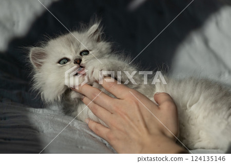 Adorable Playful Kitten Enjoys Gentle Interaction with Human Hands, Capturing a Heartwarming Moment of Joy and Love in a Soft, Cozy Setting Adorable Playful Kitten Enjoys Gentle Interaction with Human Hands, Capturing a Heartwarming Moment of Joy and Love in a Soft, Cozy Setting 124135146