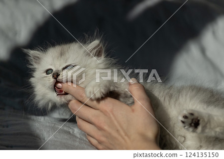 A Playful Kitten Nibbles on a Finger While Being Cuddled in Sunlight, Showcasing the Joy of Pet Companionship and Animal Affection 124135150