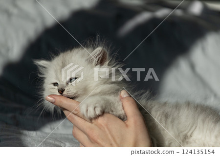 Cute Fluffy Kitten Playfully Chews on a Finger While Being Cuddled by a Hand in a Soft Light, Creating an Adorable and Heartwarming Moment of Bonding Between Human and Pet 124135154
