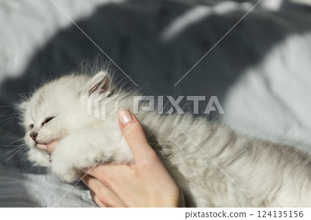 Adorable Fluffy Kitten Nestled in Gentle Hands, Showcasing Its Soft Fur and Sweet Expression in a Warm Sunlit Environment Adorable Fluffy Kitten Nestled in Gentle Hands, Showcasing Its Soft Fur and Sweet Expression in a Warm Sunlit Environment 124135156