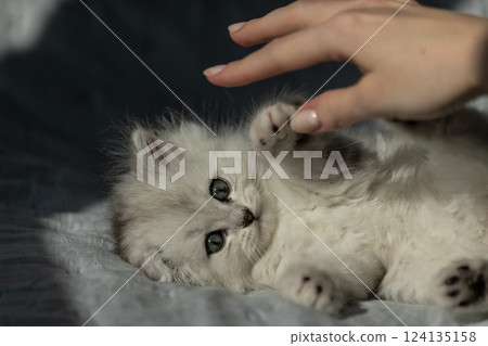 Adorable fluffy white Persian kitten playfully interacting with a person's hand, showcasing its playful nature and big, expressive eyes in a cozy environment filled with bright sunlight. 124135158