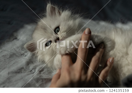A Playful White Kitten Engaging with a Person's Hand in Soft, Natural Light A Moment of Joy and Affection Captured in a Cozy Setting 124135159