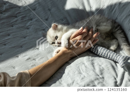 Adorable Kitten Playfully Interacting with Human Hand on Cozy Gray Blanket, Enjoying a Moment of Affection and Fun in a Warm Indoor Environment 124135160