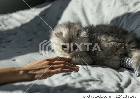 A Fluffy Kitten Curiously Approaching a Hand in Soft Natural Light on a Cozy Bedspread, Creating a Heartwarming Moment of Connection and Beauty with Adorable Charm. 124135163