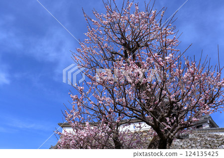 雄偉的梅花樹（高知縣高知城） 124135425