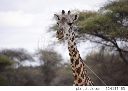 Masai giraffe hesitates to move Masai giraffe hesitates to move 124135463