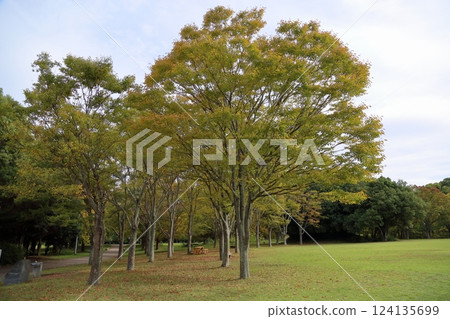 秋天的公園 秋天的公園 124135699