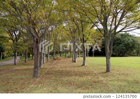 秋天的公園 秋天的公園 124135700