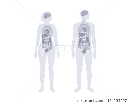 Human internal organs 124135957