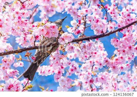 Spring wild birds enjoying the Kawazu cherry blossoms in full bloom 124136067