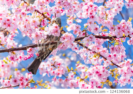 Spring wild birds enjoying the Kawazu cherry blossoms in full bloom 124136068