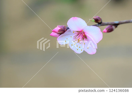 Almond blossoms bloom earlier than cherry blossoms Almond blossoms bloom earlier than cherry blossoms 124136086