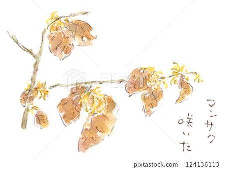 金縷梅水彩畫，金縷梅是早春盛開的花 124136113
