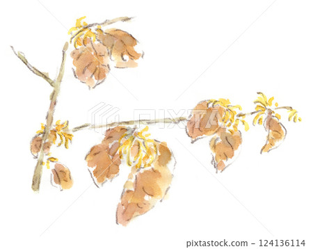 Watercolor illustration of witch hazel, a flower that blooms in early spring Watercolor illustration of witch hazel, a flower that blooms in early spring 124136114