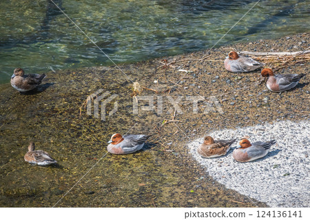 Wigeon relaxing on the riverbank, Kamo River, Kyoto City 124136141