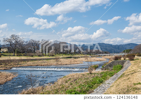 京都市鴨川的春景 124136148