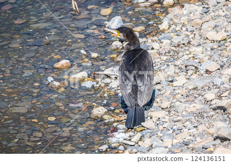 Great Cormorant, Kamo River, Kyoto City 124136151
