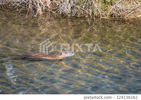 Nutria swimming in the river, Kamo River, Kyoto City 124136162