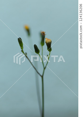 A simple-flowering Onitsubirako 124136206